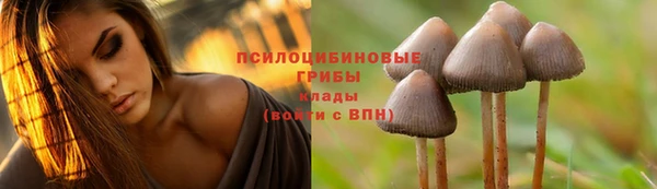ПСИЛОЦИБИНОВЫЕ ГРИБЫ Богданович